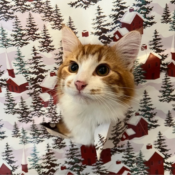 Meet your Posher, Meaghan - Picture 1 of 1